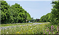 Wild flowers alongside Low Moor Road