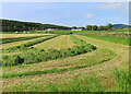 Haymaking