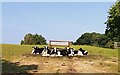 Cows near Downham