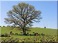 A tree by the long barrow