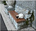 G7057 : Cat at Peace by Gerald England