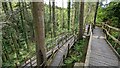 SN0613 : Boardwalk in the woods at Bluestone by TCExplorer
