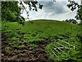 Corner of a field in the Honey Brook valley