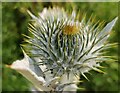 Closeup of a Giant Thistle