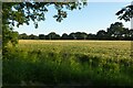 Barley beside Newbridge Lane