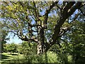 Walnut tree at Nettlestead Place