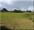 A sheep field near Y Felinheli