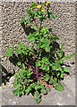 Smooth Sow-thistle (Sonchus oleraceus)