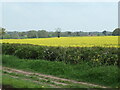 Oilseed rape, just north of Brewood