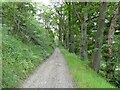 Track on a wooded hillside