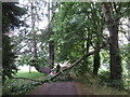 Fallen tree limb across the Taff Trail in Cardiff