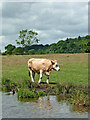 Canalside grazing near Weston in Staffordshire