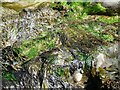 SW9940 : Hemmick Beach - Seaweed and limpets by Rob Farrow