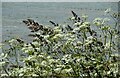 Cow parsley and grasses