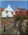 Flowers on the wall