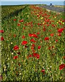 Poppies beside the A917