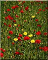 Poppies and corn marigolds