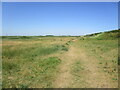 Path alongside the dunes