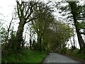 Tree-lined minor road in Penlan