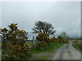 Gorse hedges on the roadside banks