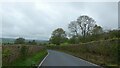 Neat hedges by B4340 north of Tynygraig