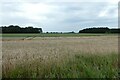 Fields beside the A63