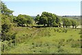 Pasture with scattered trees, Strathavon