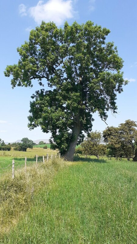 Tree In Fence Line Bounding Fields West © Roger Templeman 