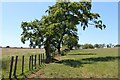 Trees along an old boundary at Crosshill