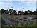 SP4074 : Beanpoles, Five Acre Community Farm by A J Paxton
