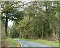 Woodland near Pwllpeiran