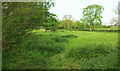 Field, Beaulieu Wood