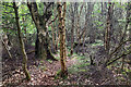 Perimeter footpath of Shantullich Wood