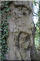 TF0635 : Beech Tree Bark by Bob Harvey