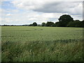 Wheat field and Wellingore Gorse