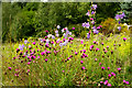 Flowers at a field boundary