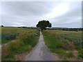 Bridleway towards Childrey