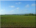 Crop field near Fladbury