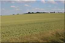 TL4540 : Field by Hertford Lane, Elmdon by David Howard
