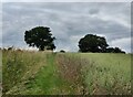 North Worcestershire Path towards Shatterford