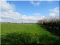 Field and hedgerow, Salford