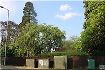 TL4655 : Garden on Hills Road, Cambridge by David Howard