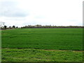 Crop field near Oldner House