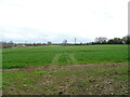 Track over crop field, Spelsbury