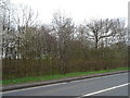 Woodland beside the A44