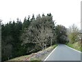 Woodland at Pwllpeiran