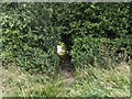 Footpath gap in the hedge