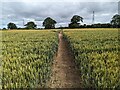 SJ4916 : Footpath through the crop by TCExplorer