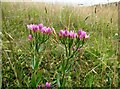 Common centaury, on the downs near Chilham