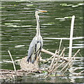 Grey Heron on the Great Ouse at Bedford